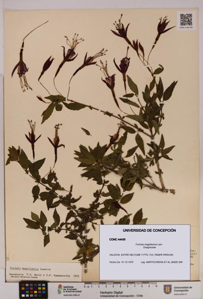 Fuchsia magellanica [Espécimen: UDEC:CONC:0044435]