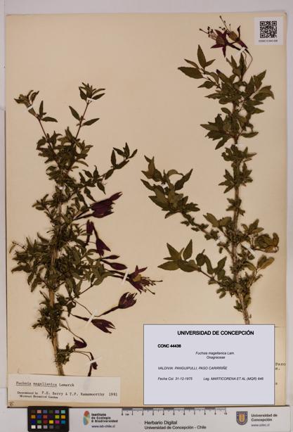Fuchsia magellanica [Espécimen: UDEC:CONC:0044436]
