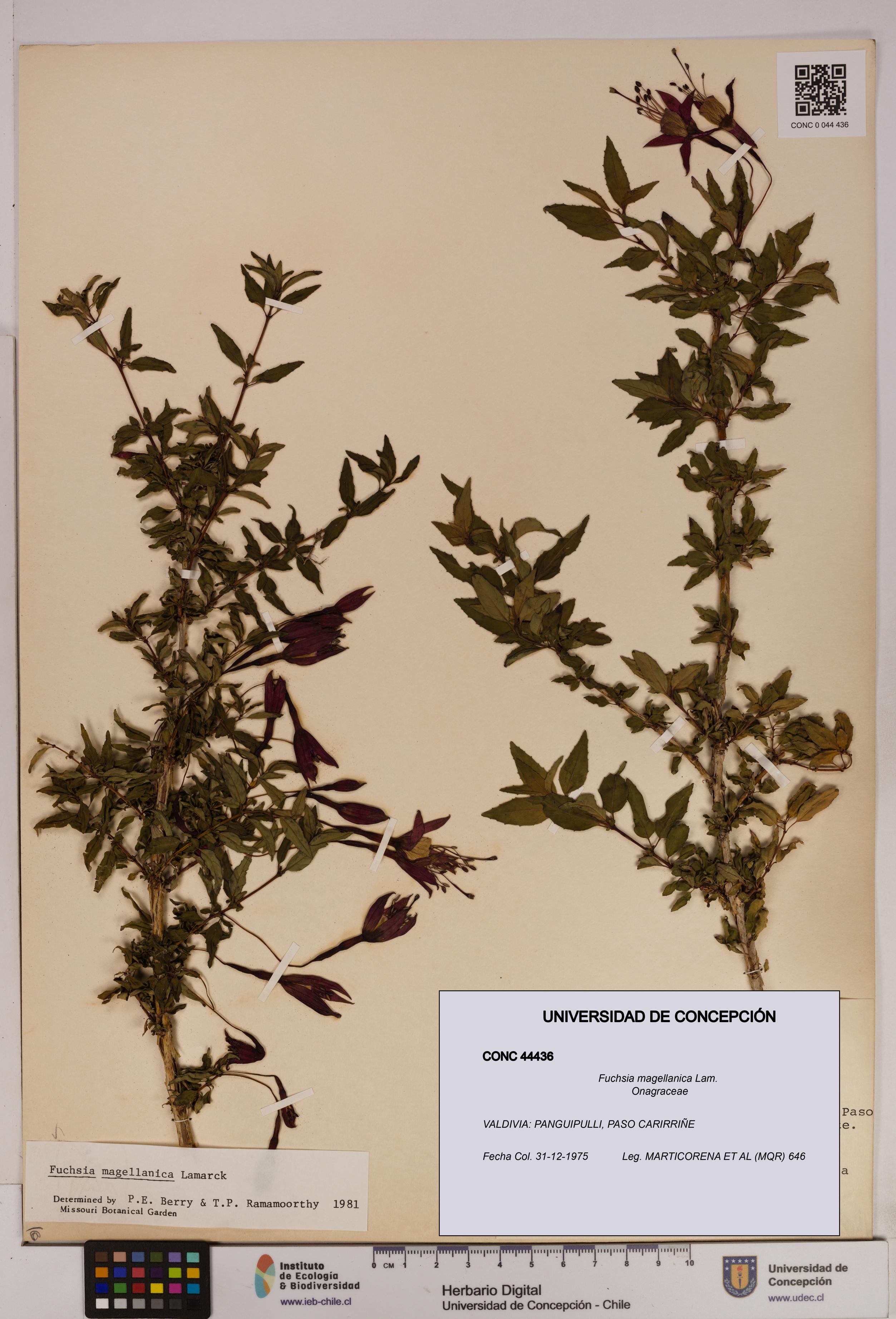 Fuchsia magellanica [Espécimen: UDEC:CONC:0044436]