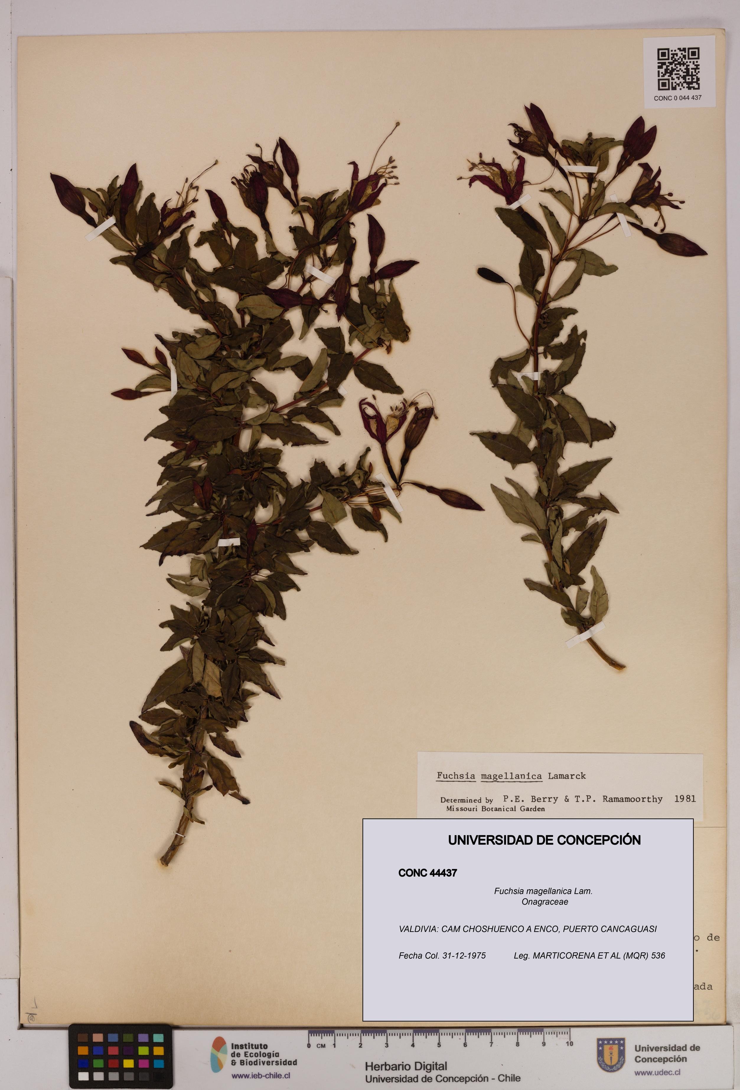 Fuchsia magellanica [Espécimen: UDEC:CONC:0044437]