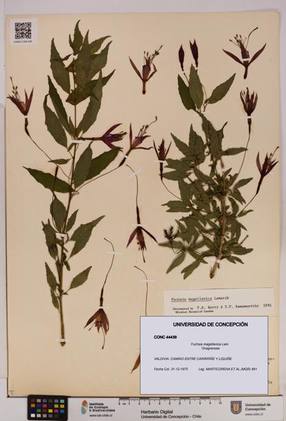 Fuchsia magellanica [Espécimen: UDEC:CONC:0044439]