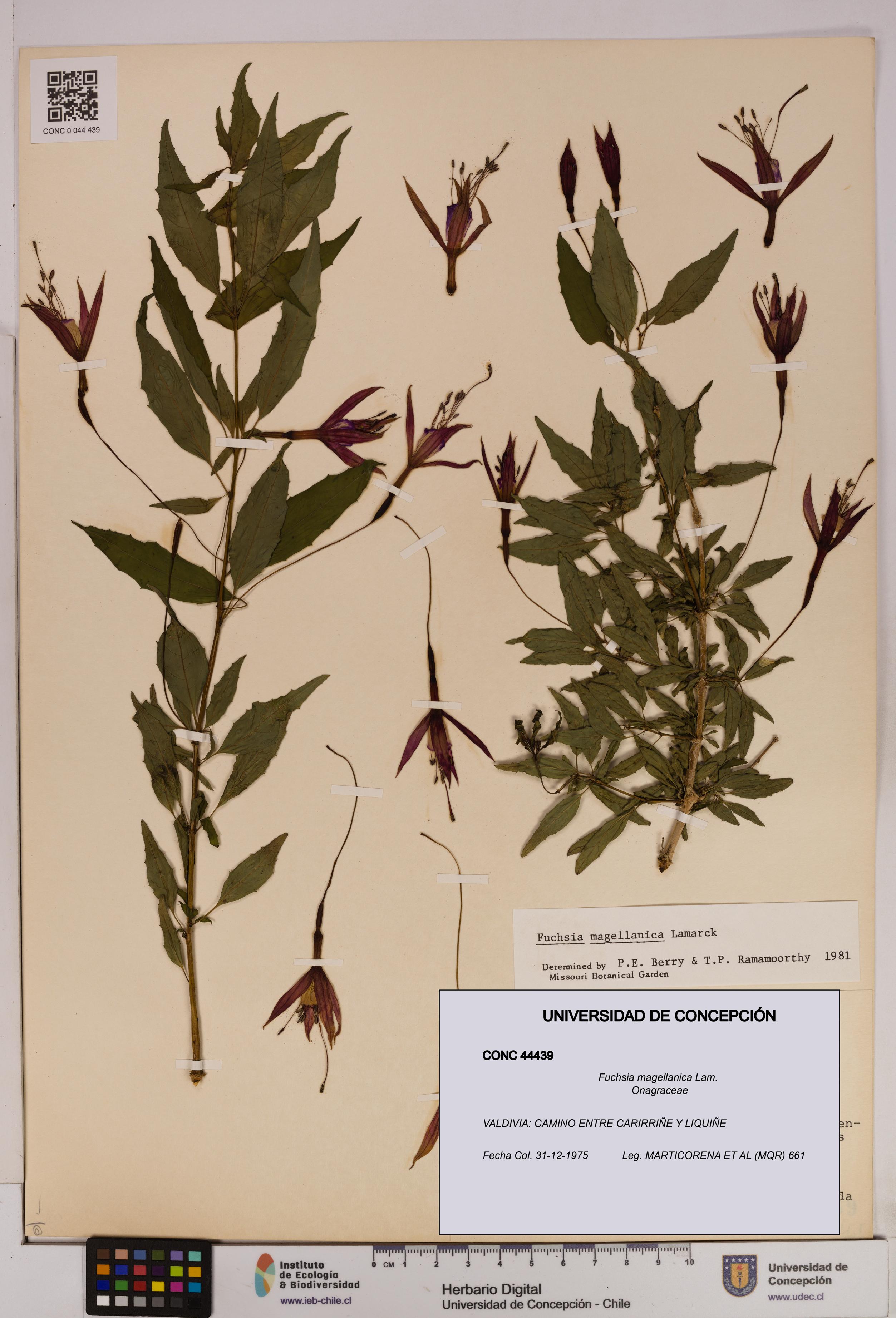 Fuchsia magellanica [Espécimen: UDEC:CONC:0044439]