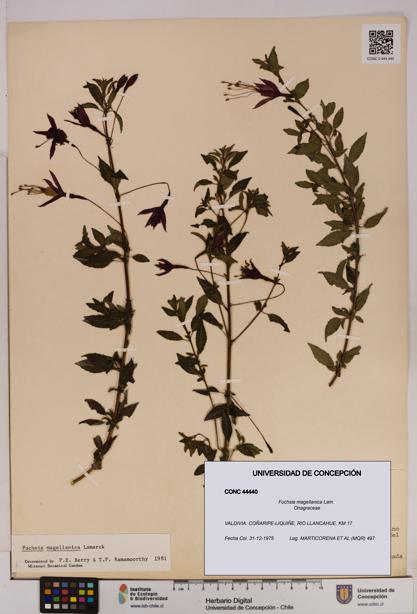 Fuchsia magellanica [Espécimen: UDEC:CONC:0044440]