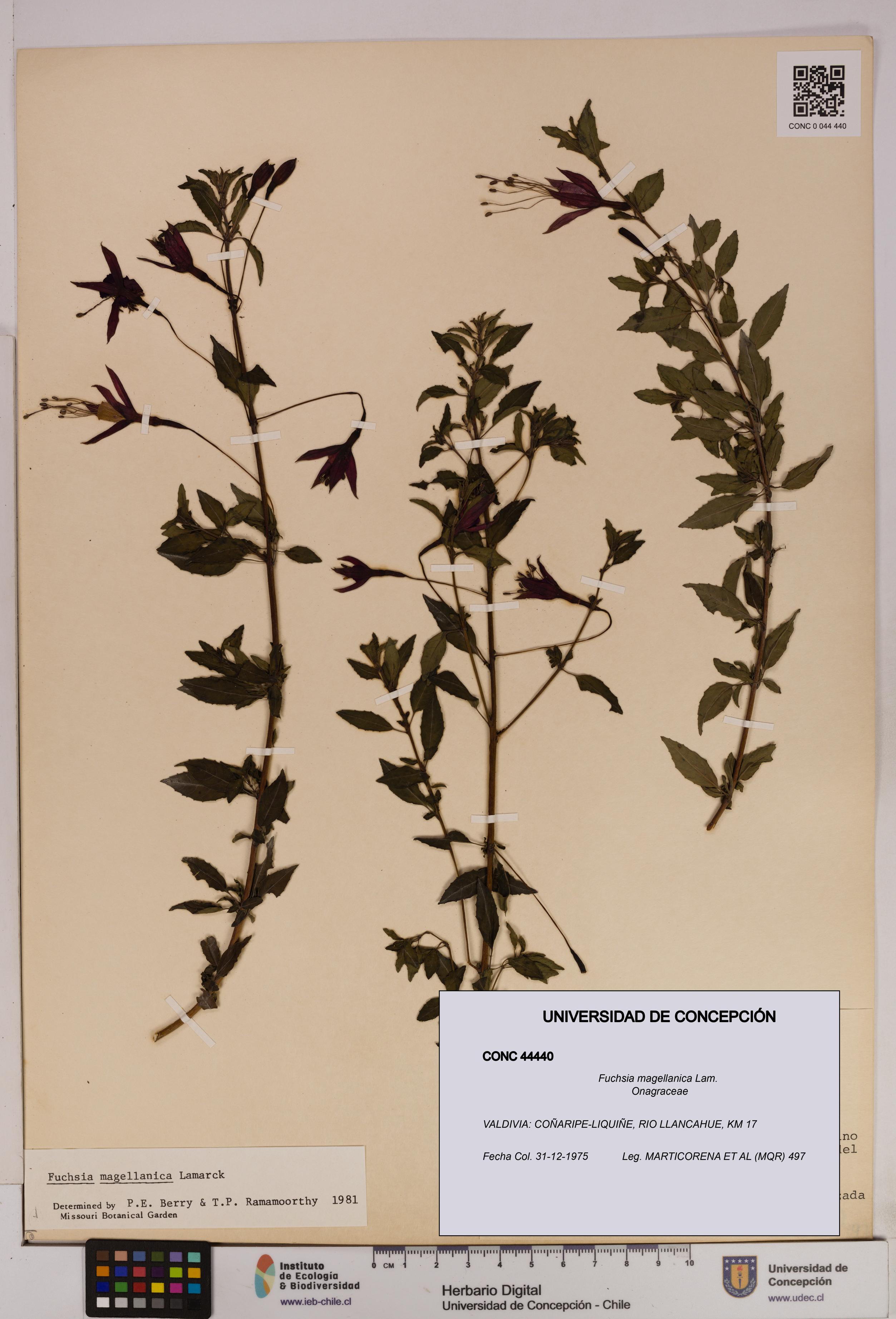 Fuchsia magellanica [Espécimen: UDEC:CONC:0044440]