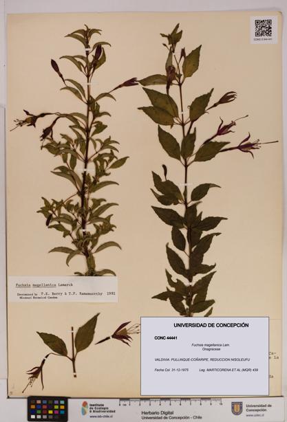 Fuchsia magellanica [Espécimen: UDEC:CONC:0044441]