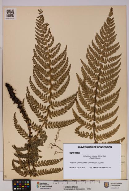 Polystichum chilense [Espécimen: UDEC:CONC:0044450]