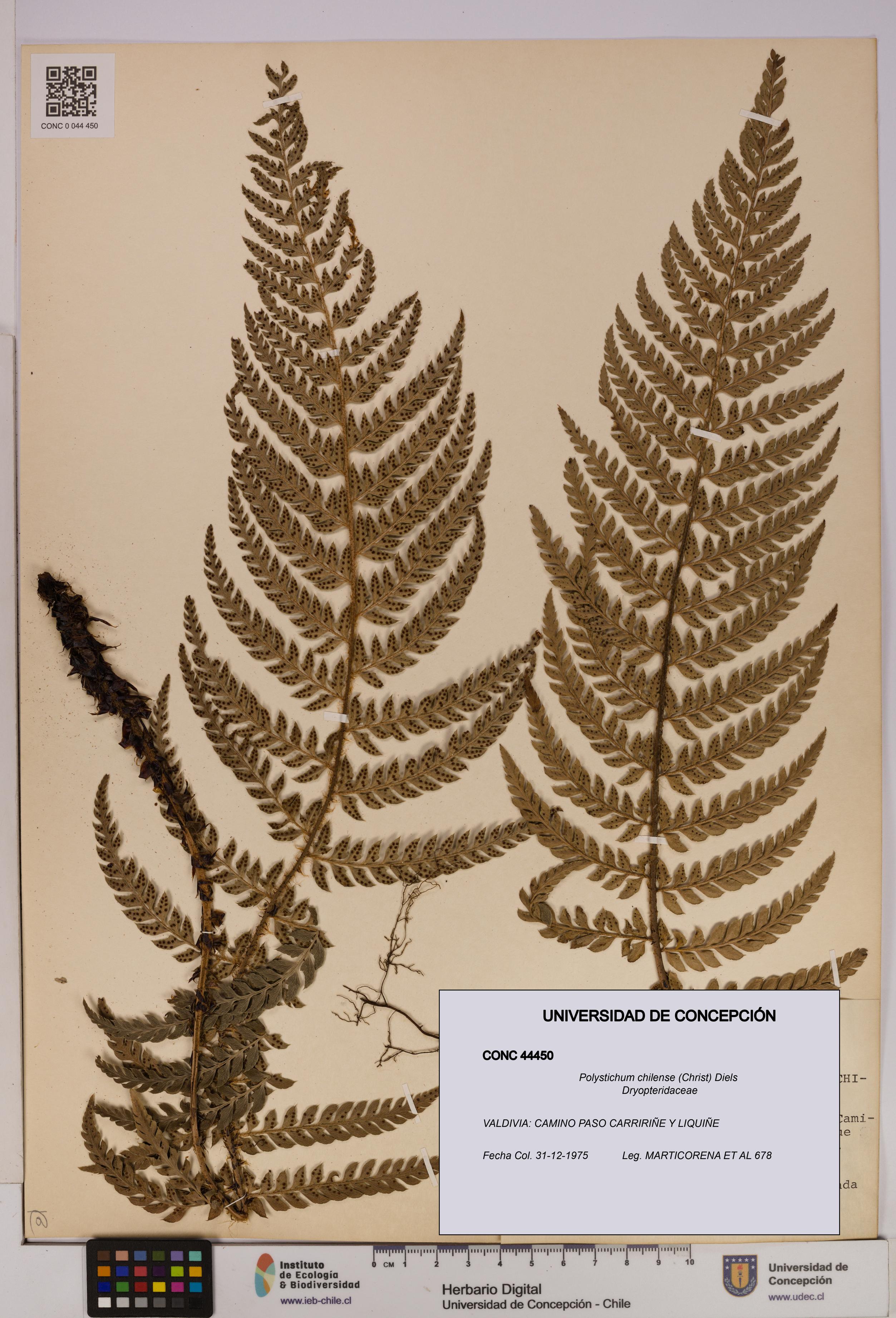 Polystichum chilense [Espécimen: UDEC:CONC:0044450]