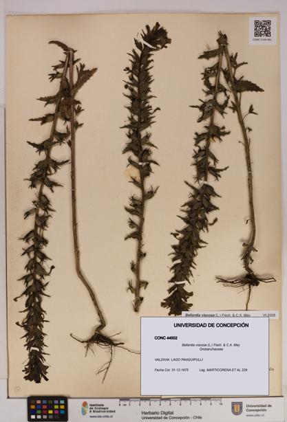 Bellardia viscosa [Espécimen: UDEC:CONC:0044502]