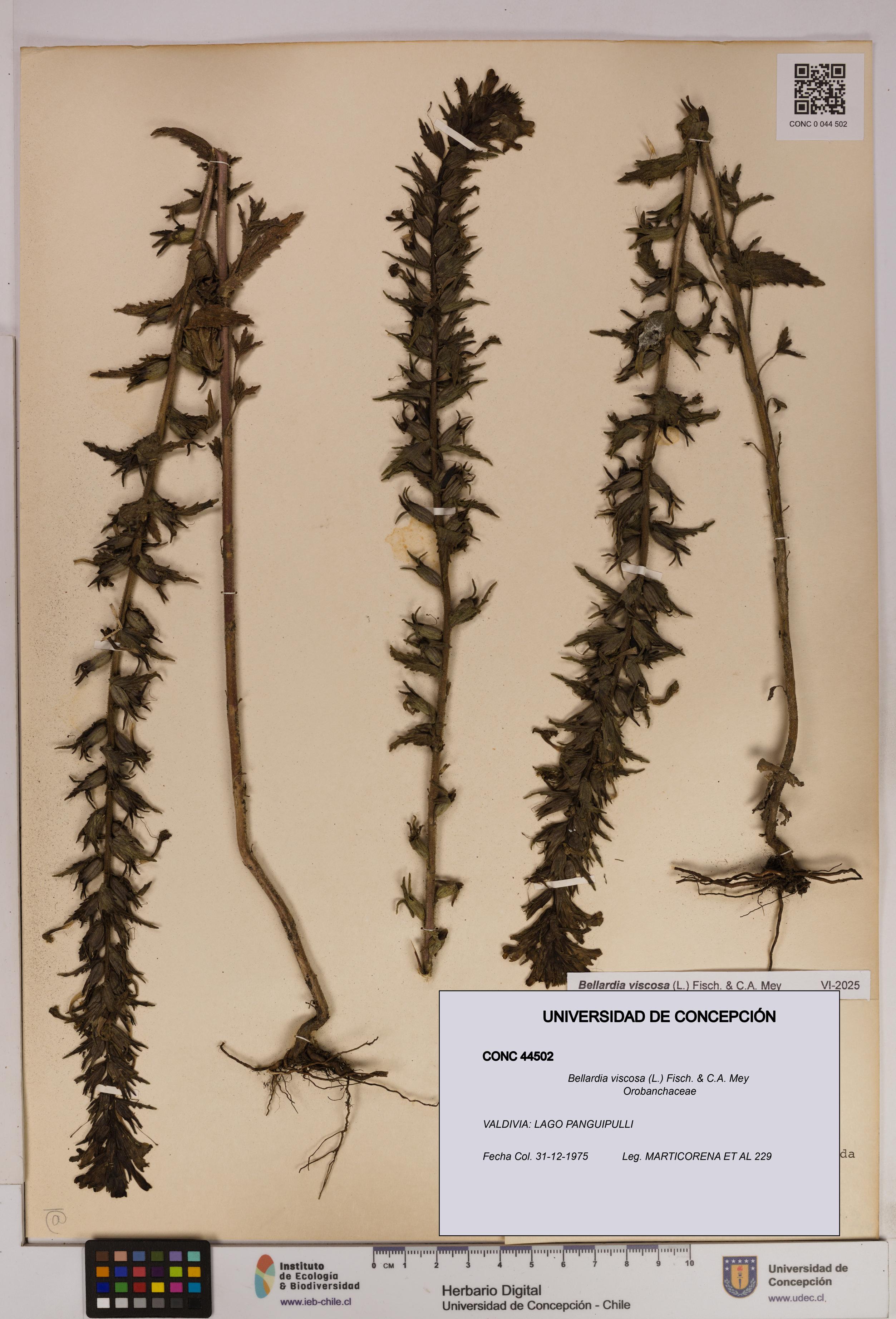 Bellardia viscosa [Espécimen: UDEC:CONC:0044502]