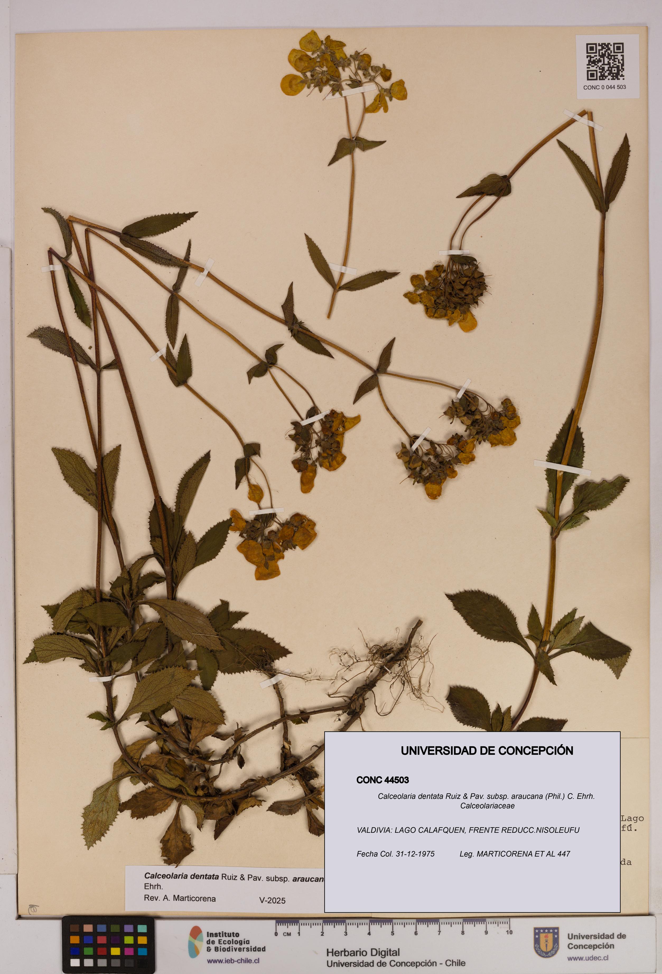 Calceolaria dentata subsp. araucana [Espécimen: UDEC:CONC:0044503]