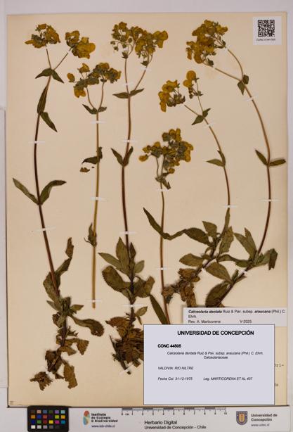 Calceolaria dentata subsp. araucana [Espécimen: UDEC:CONC:0044505]