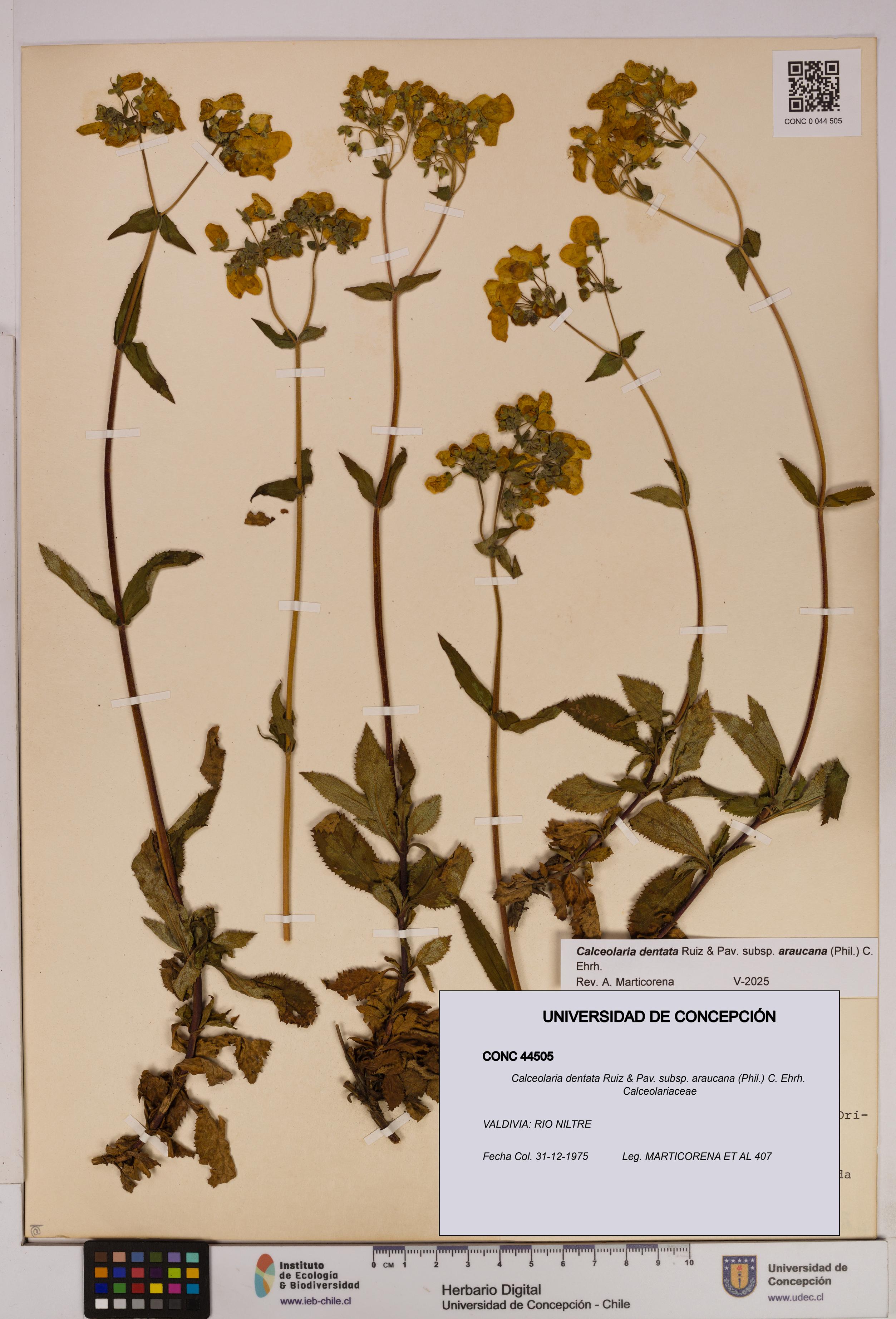 Calceolaria dentata subsp. araucana [Espécimen: UDEC:CONC:0044505]