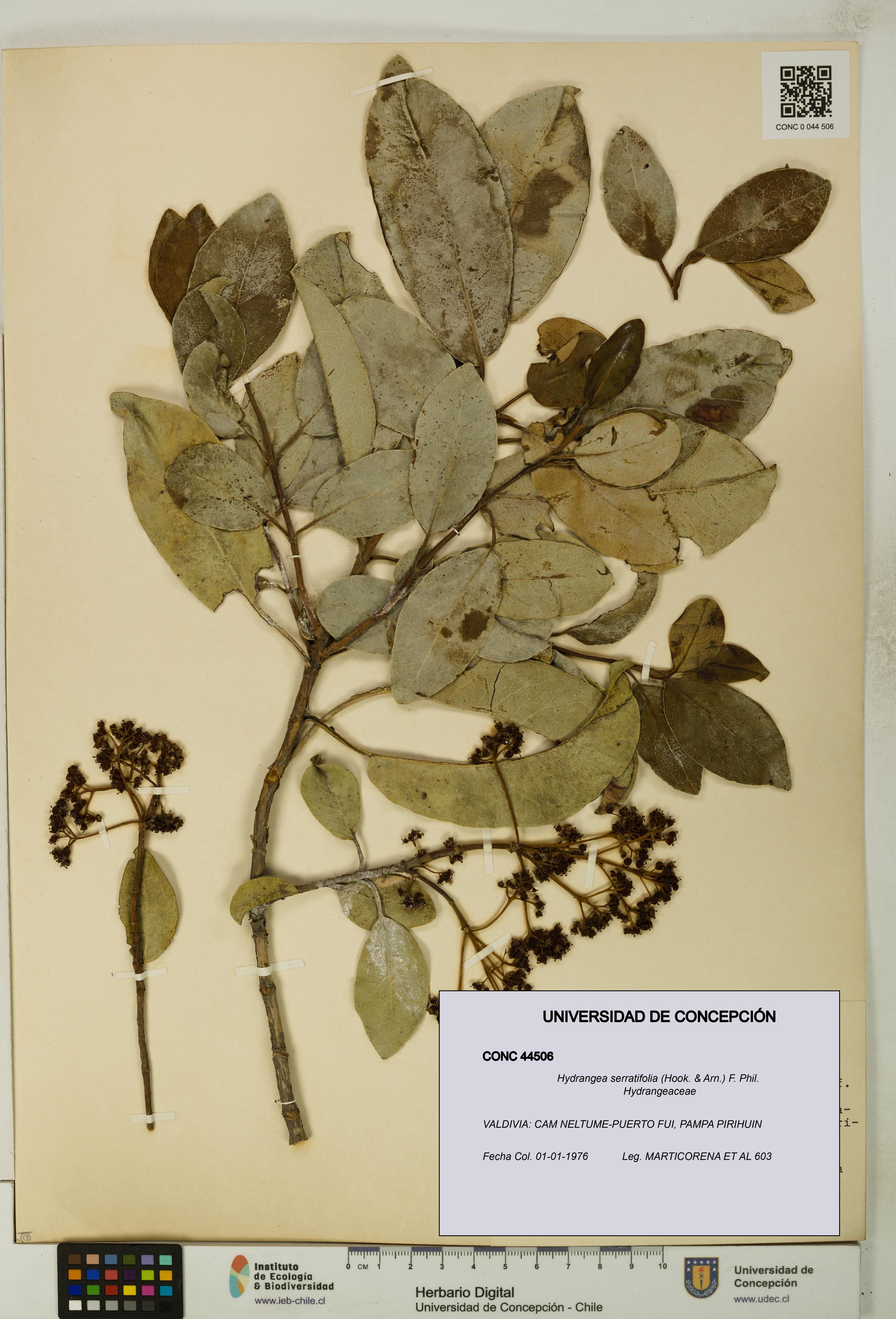 Hydrangea serratifolia [Espécimen: UDEC:CONC:0044506]
