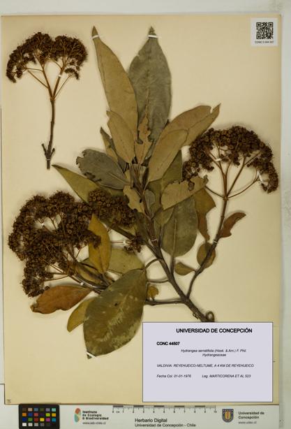 Hydrangea serratifolia [Espécimen: UDEC:CONC:0044507]