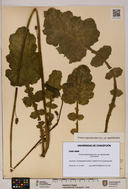 Francoa appendiculata [Espécimen: ]