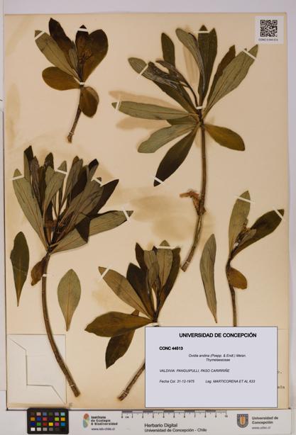 Ovidia andina [Espécimen: UDEC:CONC:0044513]