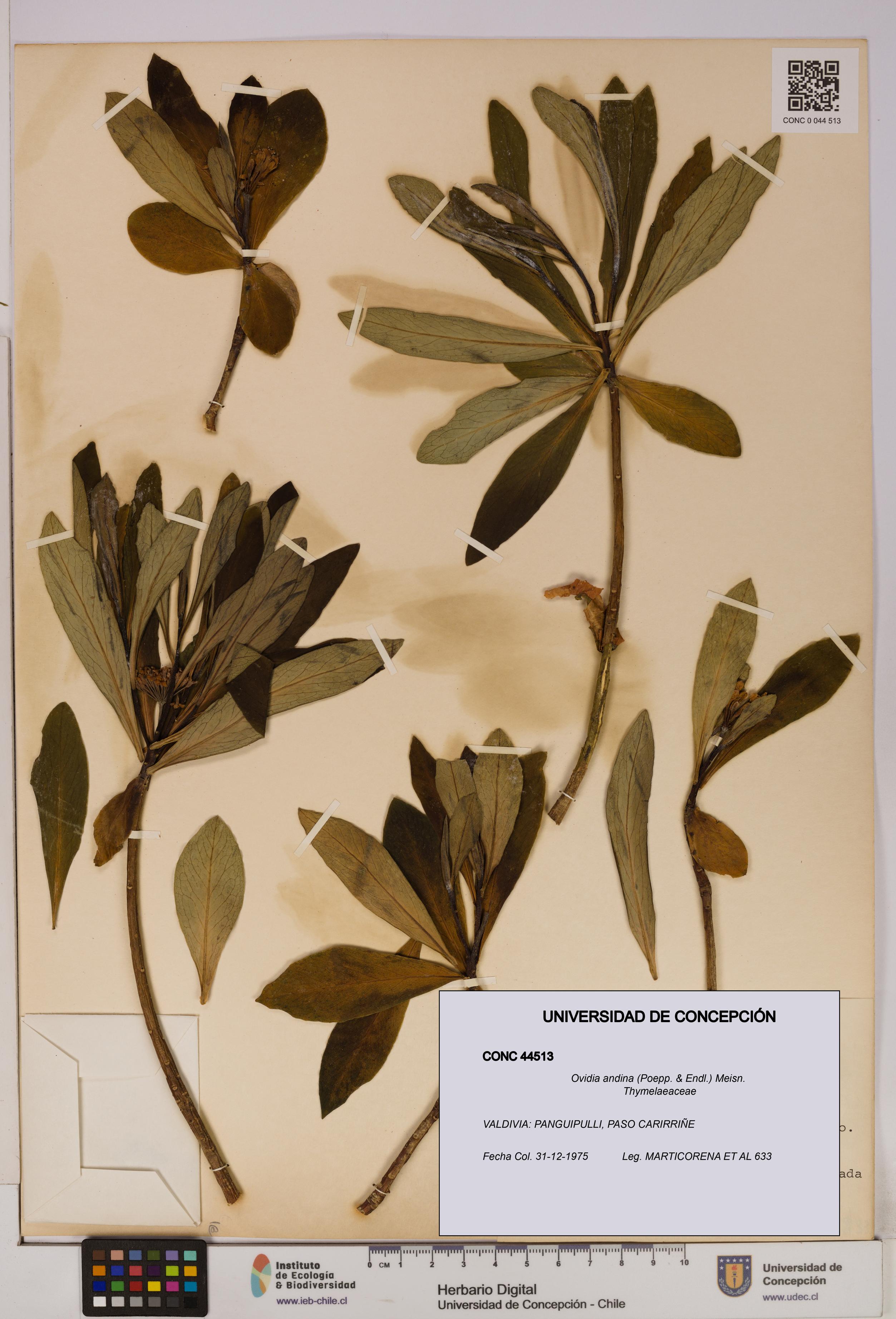 Ovidia andina [Espécimen: UDEC:CONC:0044513]