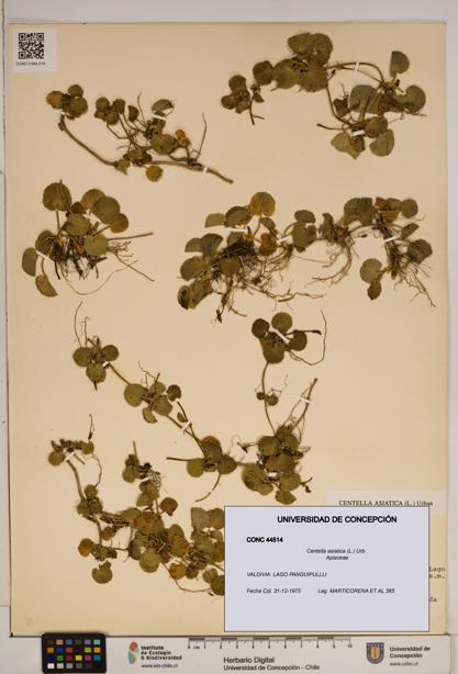 Centella asiatica [Espécimen: ]
