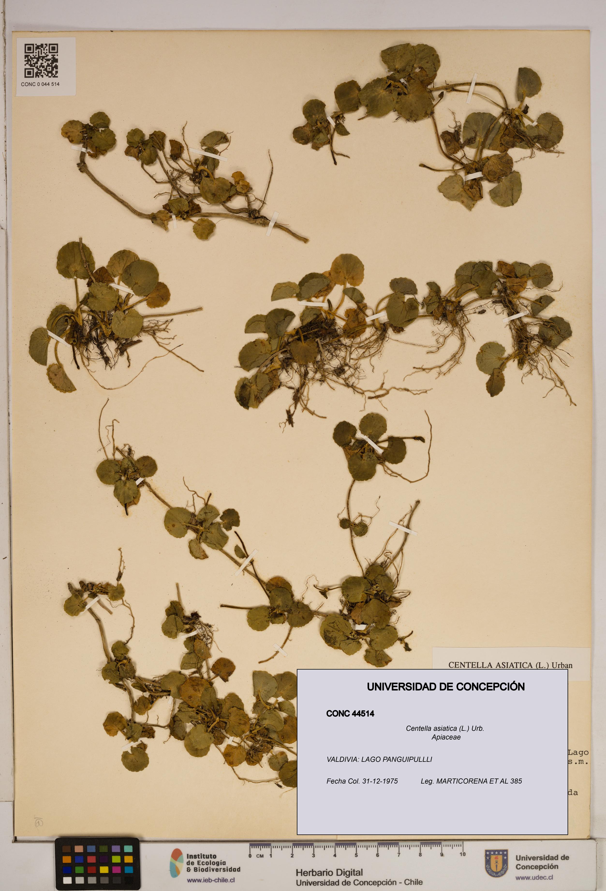 Centella asiatica [Espécimen: ]