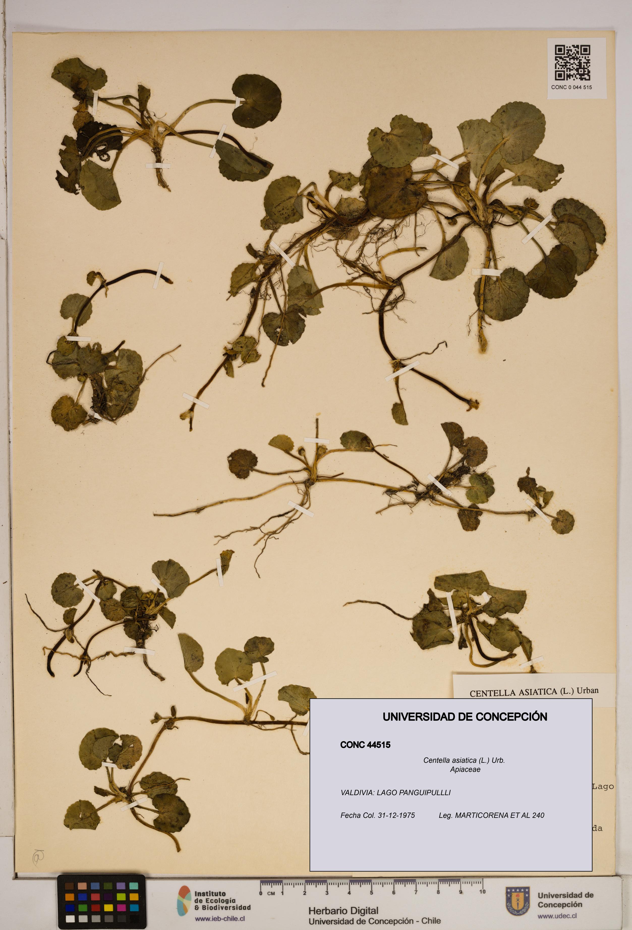 Centella asiatica [Espécimen: ]