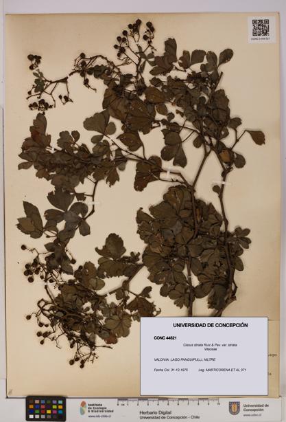 Cissus striata var. striata [Espécimen: UDEC:CONC:0044521]