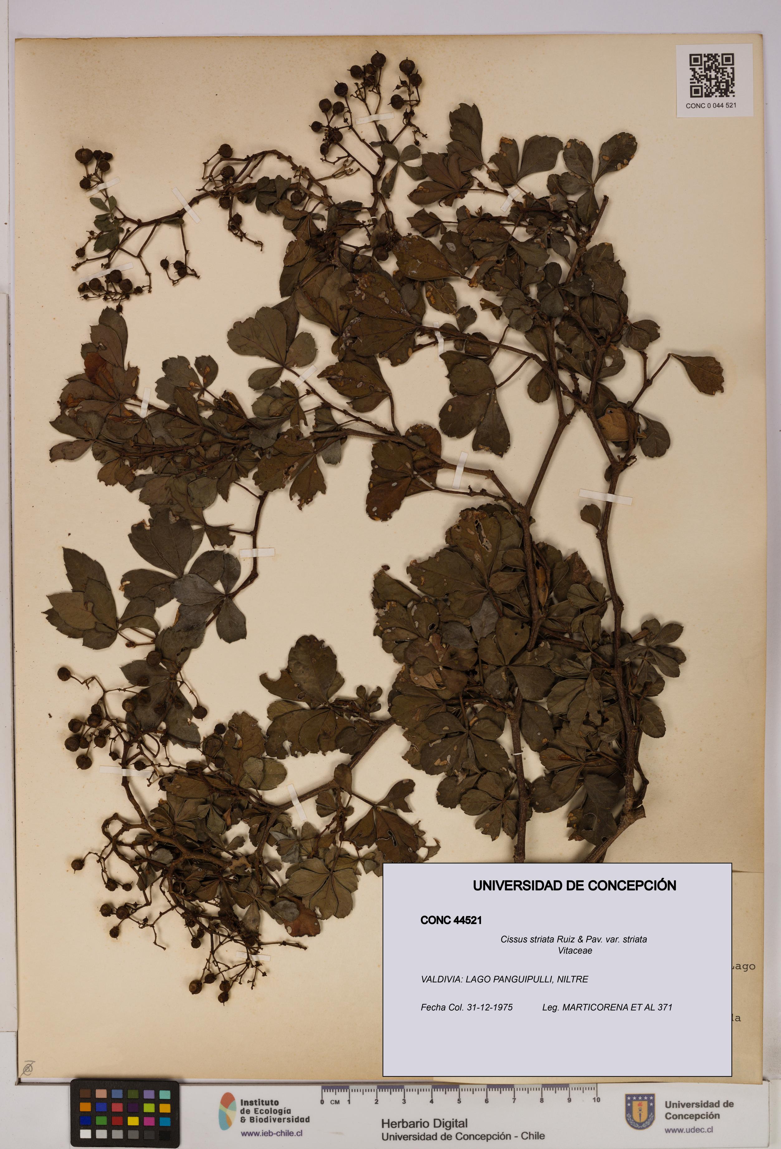 Cissus striata var. striata [Espécimen: UDEC:CONC:0044521]