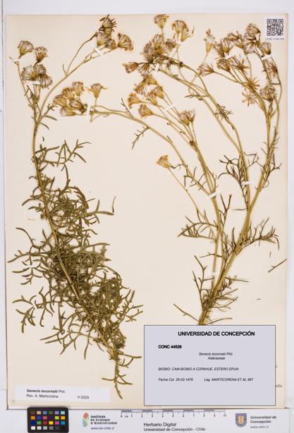 Senecio tocornalii [Espécimen: ]