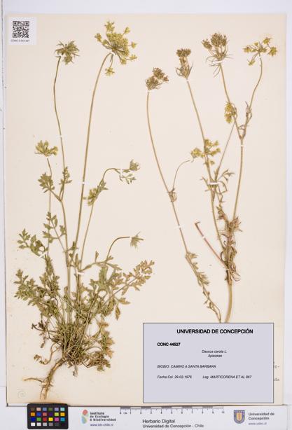 Daucus carota [Espécimen: ]