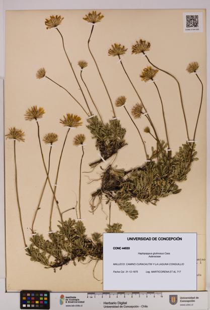 Haplopappus glutinosus [Espécimen: UDEC:CONC:0044533]