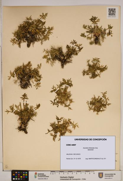 Azorella trifoliolata [Espécimen: ]