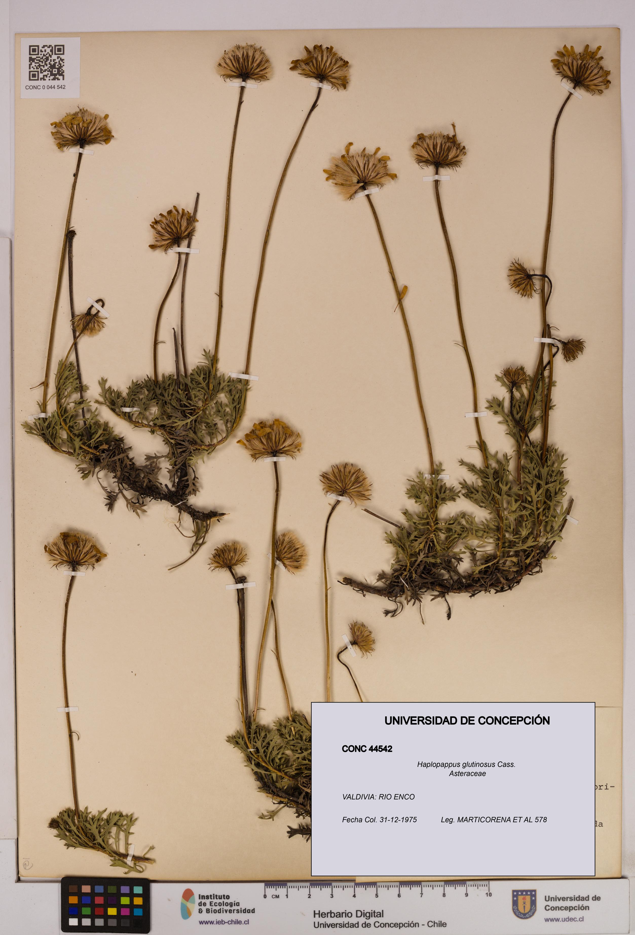Haplopappus glutinosus [Espécimen: UDEC:CONC:0044542]
