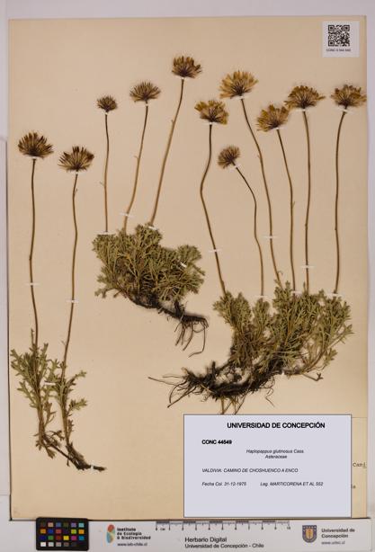 Haplopappus glutinosus [Espécimen: UDEC:CONC:0044549]