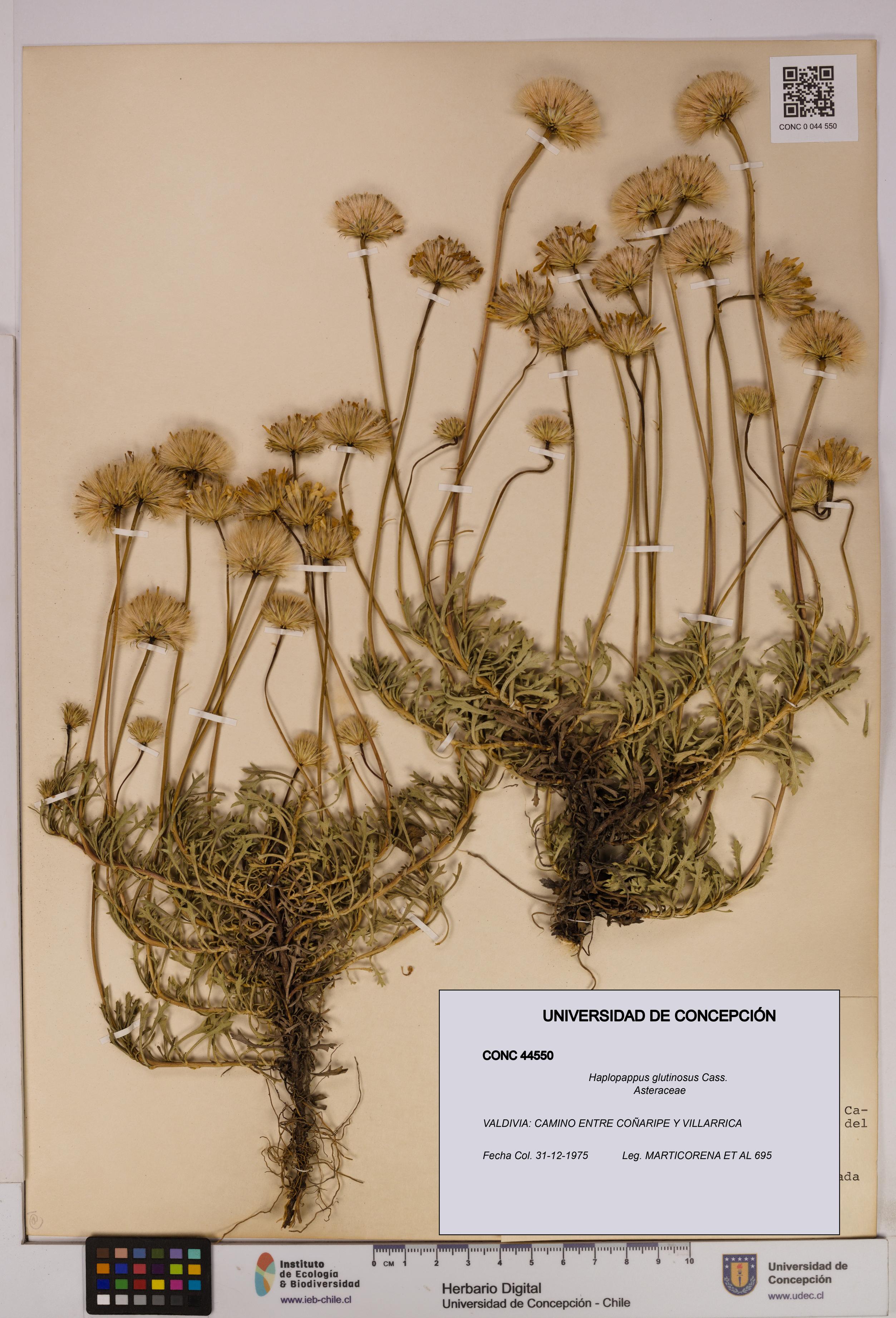Haplopappus glutinosus [Espécimen: UDEC:CONC:0044550]