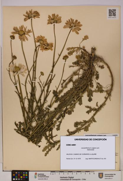 Leucanthemum vulgare [Espécimen: UDEC:CONC:0044551]