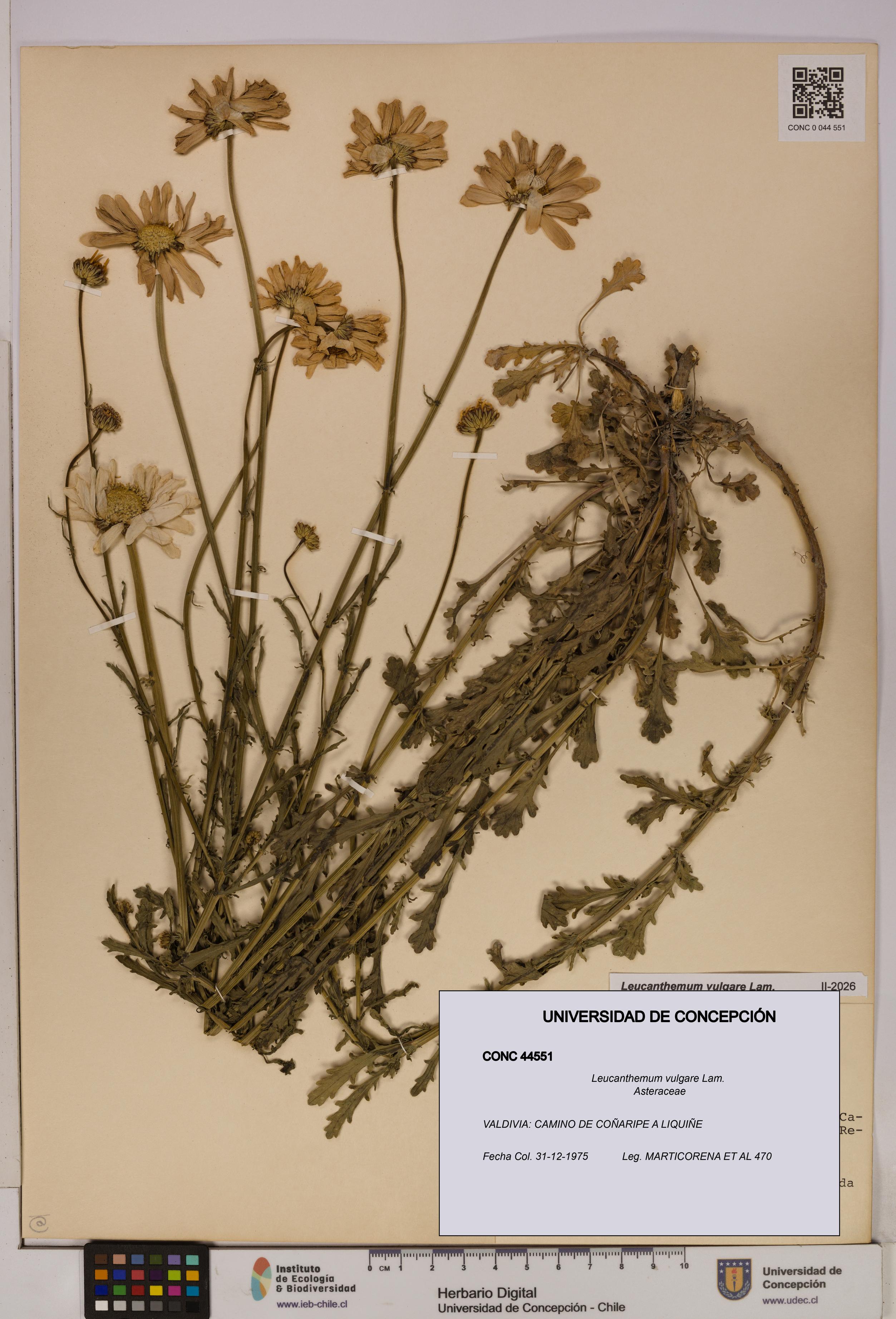 Leucanthemum vulgare [Espécimen: UDEC:CONC:0044551]