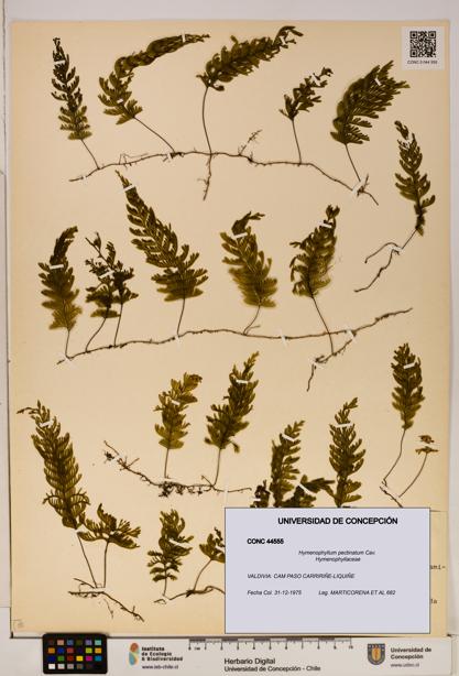 Hymenophyllum pectinatum [Espécimen: ]
