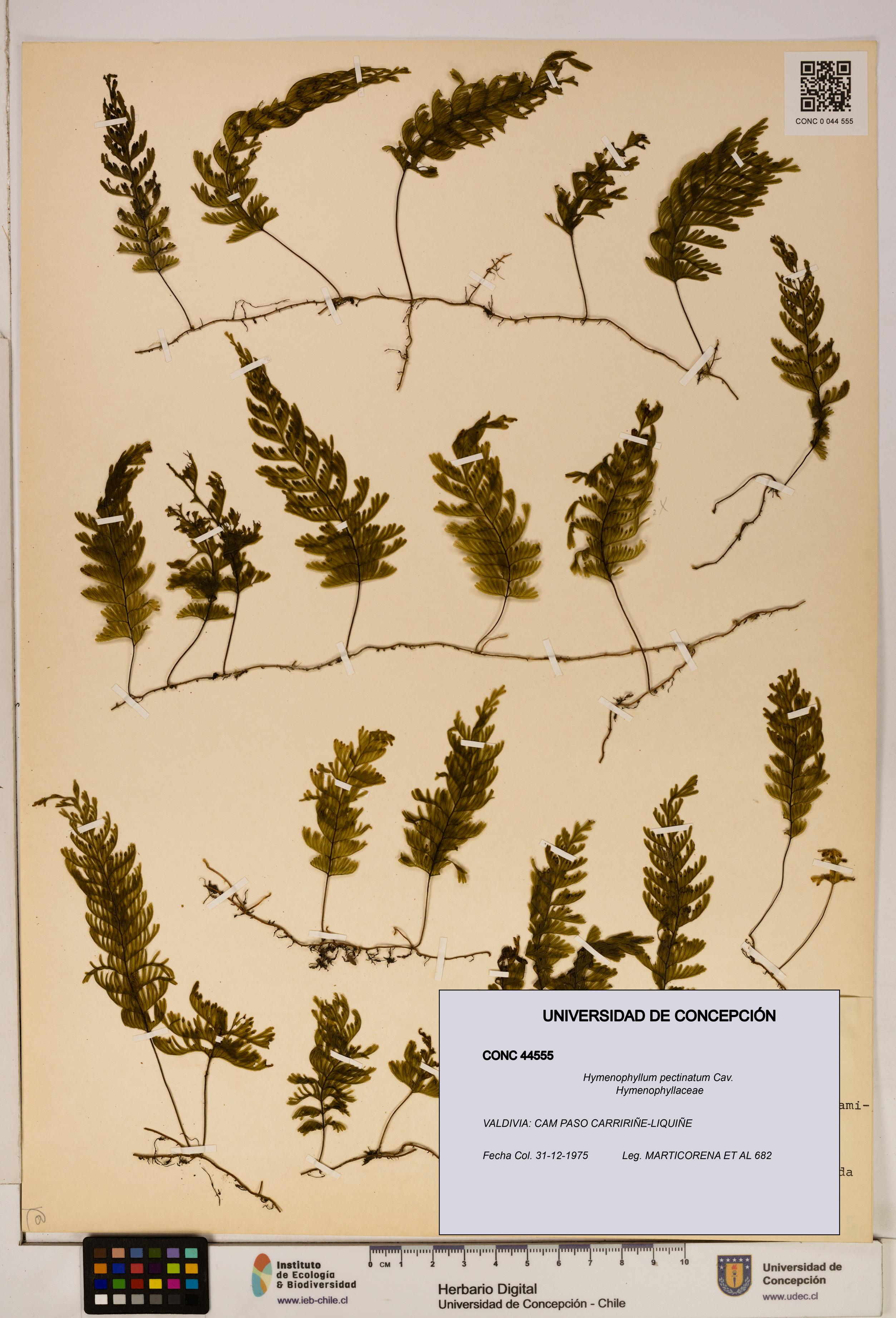 Hymenophyllum pectinatum [Espécimen: ]