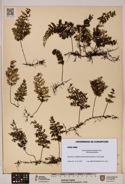 Hymenophyllum dentatum [Espécimen: UDEC:CONC:0044556]