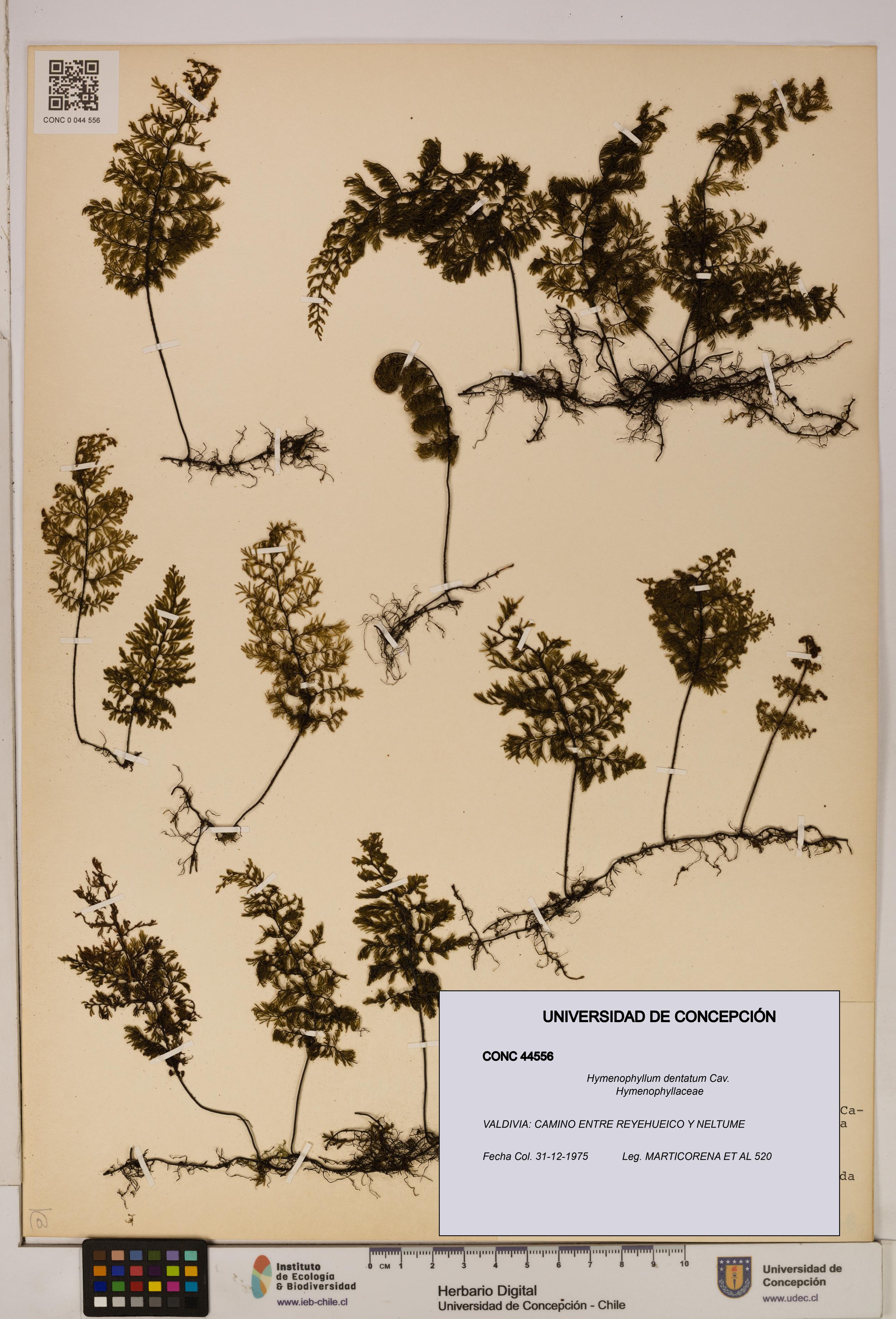Hymenophyllum dentatum [Espécimen: UDEC:CONC:0044556]