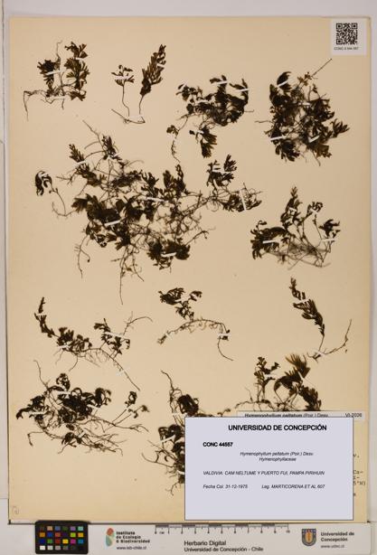 Hymenophyllum peltatum [Espécimen: ]