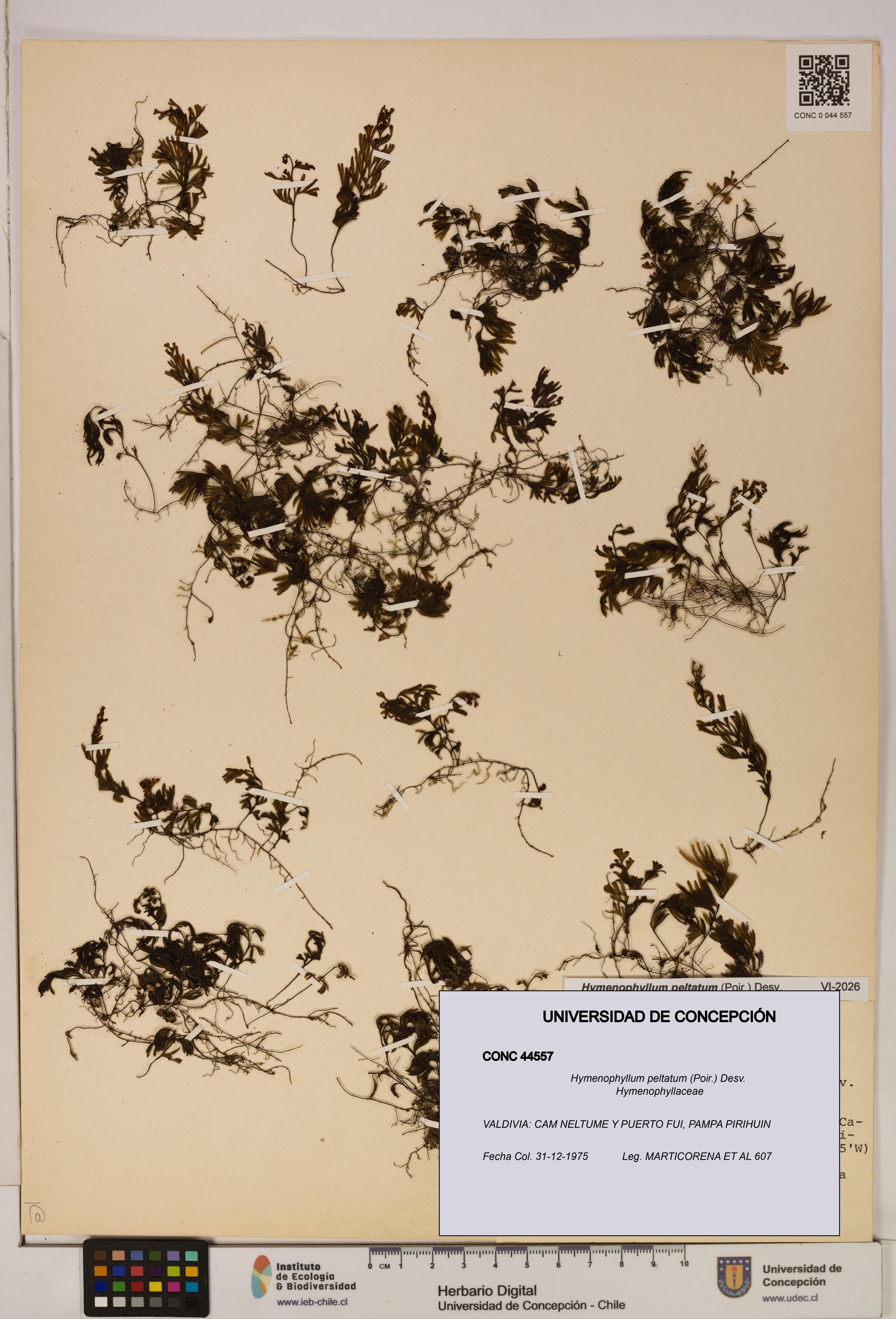 Hymenophyllum peltatum [Espécimen: ]