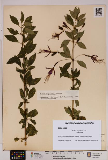 Fuchsia magellanica [Espécimen: UDEC:CONC:0044582]