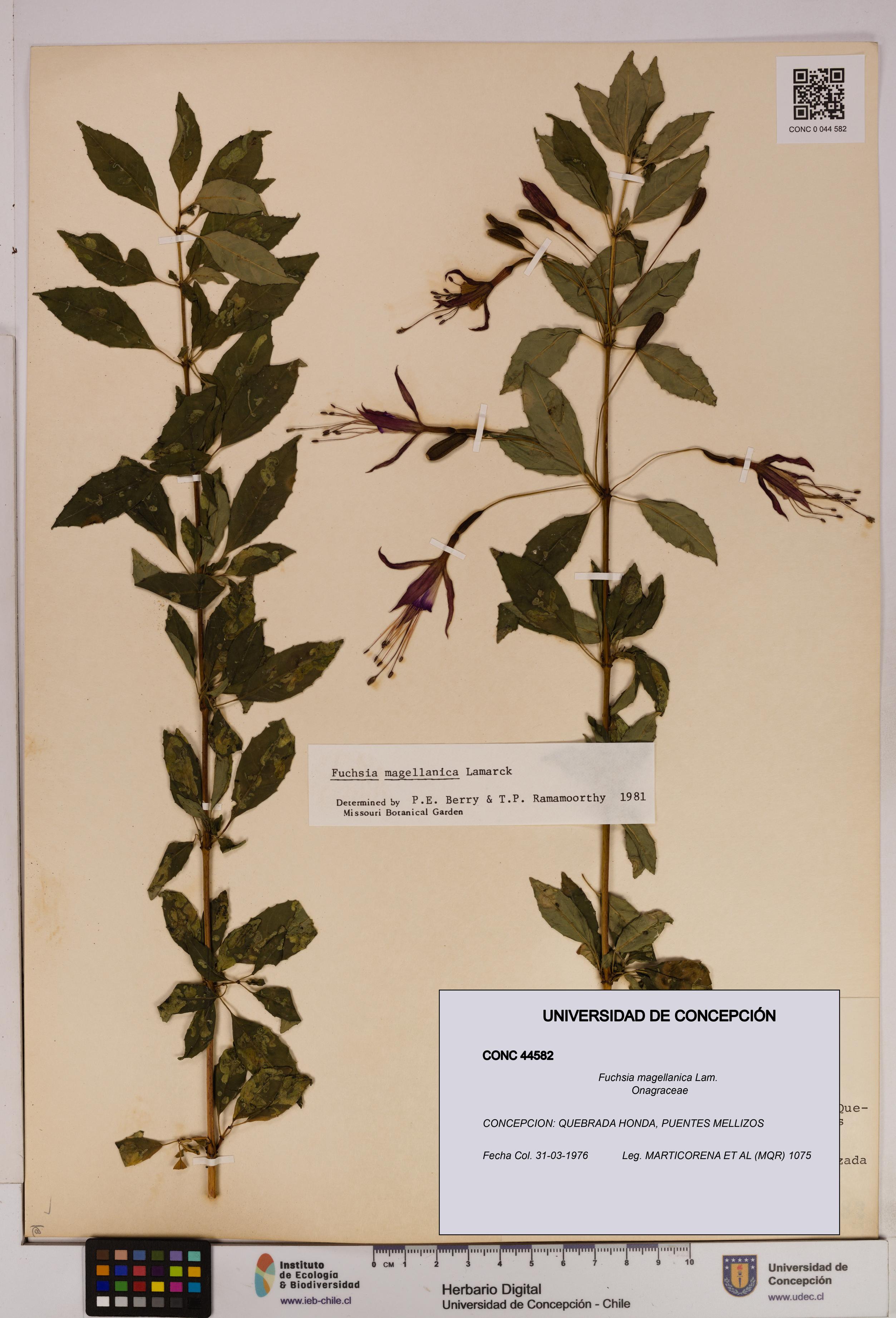 Fuchsia magellanica [Espécimen: UDEC:CONC:0044582]