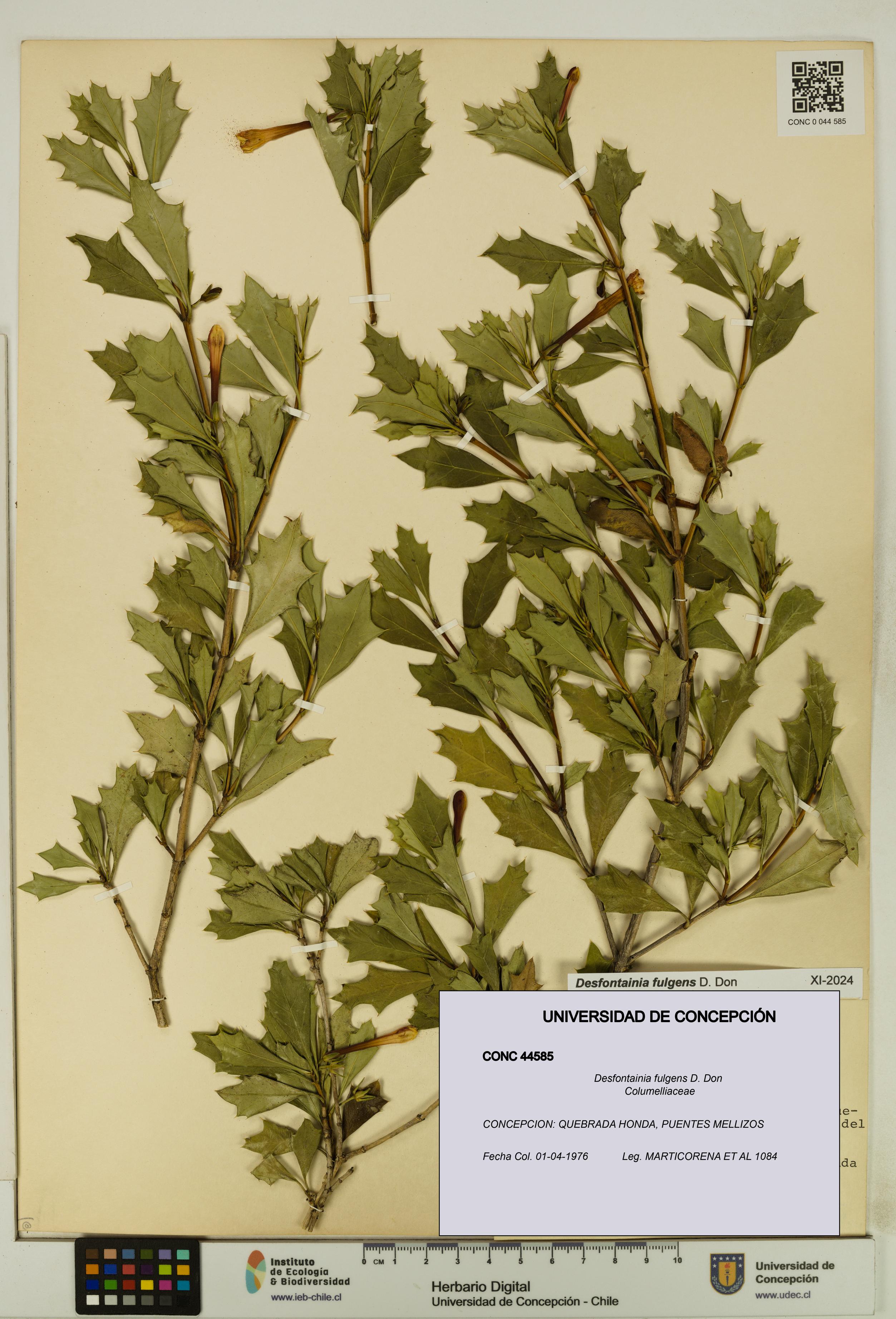 Desfontainia fulgens [Espécimen: UDEC:CONC:0044585]