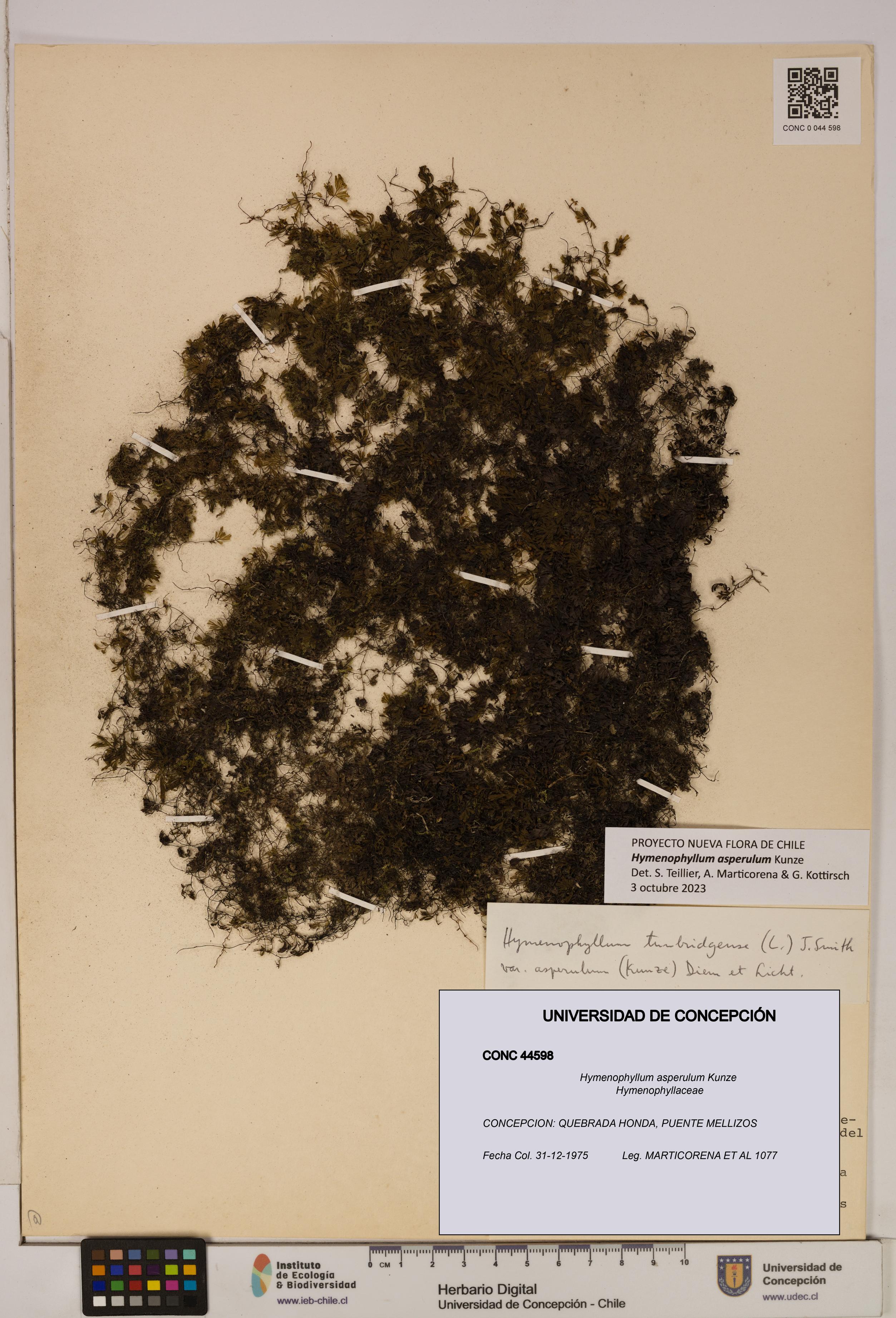 Hymenophyllum asperulum [Espécimen: UDEC:CONC:0044598]