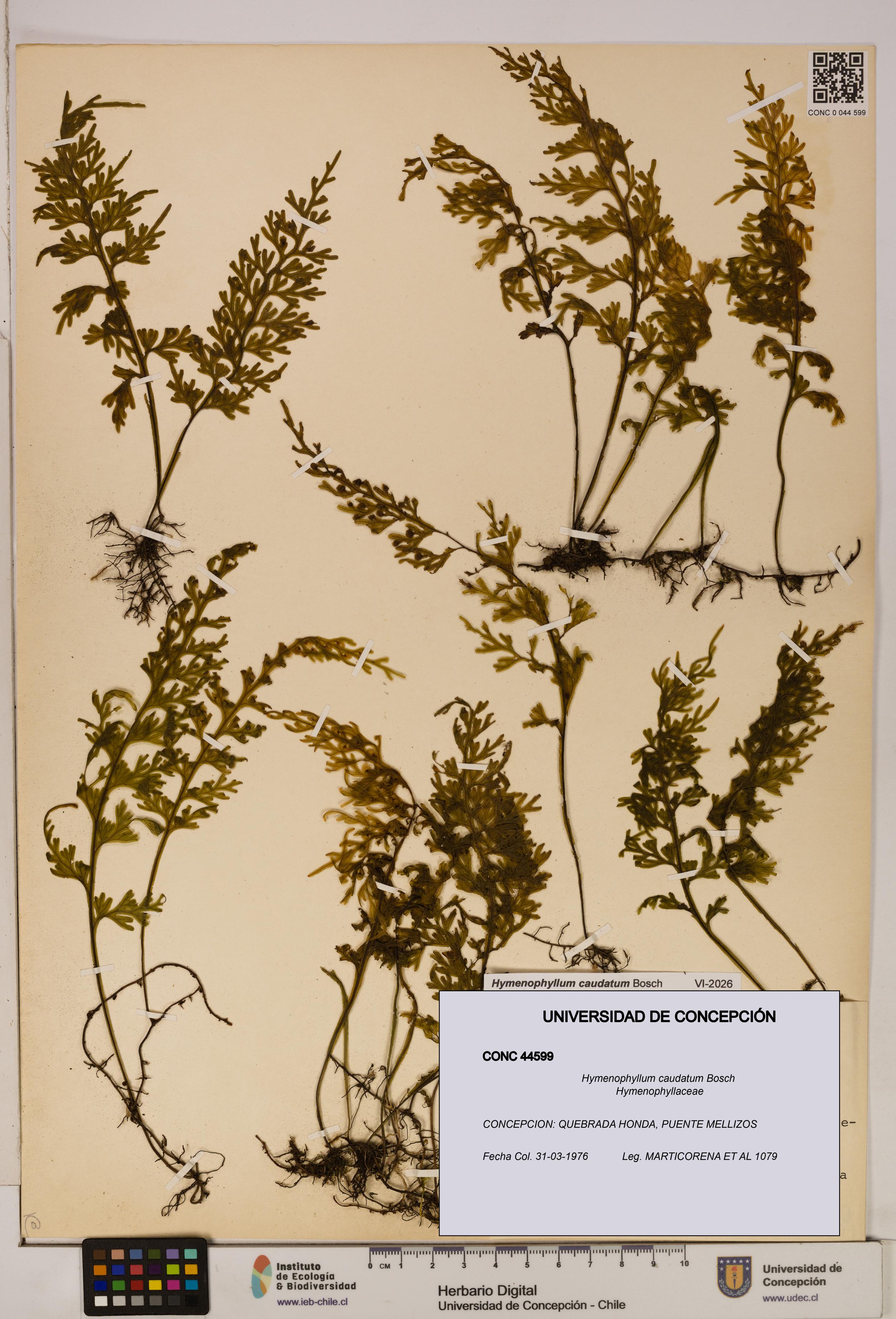 Hymenophyllum caudatum [Espécimen: UDEC:CONC:0044599]