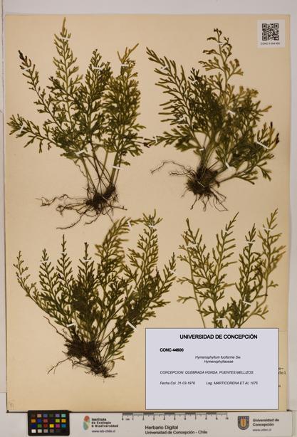 Hymenophyllum fuciforme [Espécimen: UDEC:CONC:0044600]