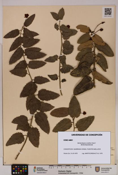 Berberidopsis corallina [Espécimen: UDEC:CONC:0044601]