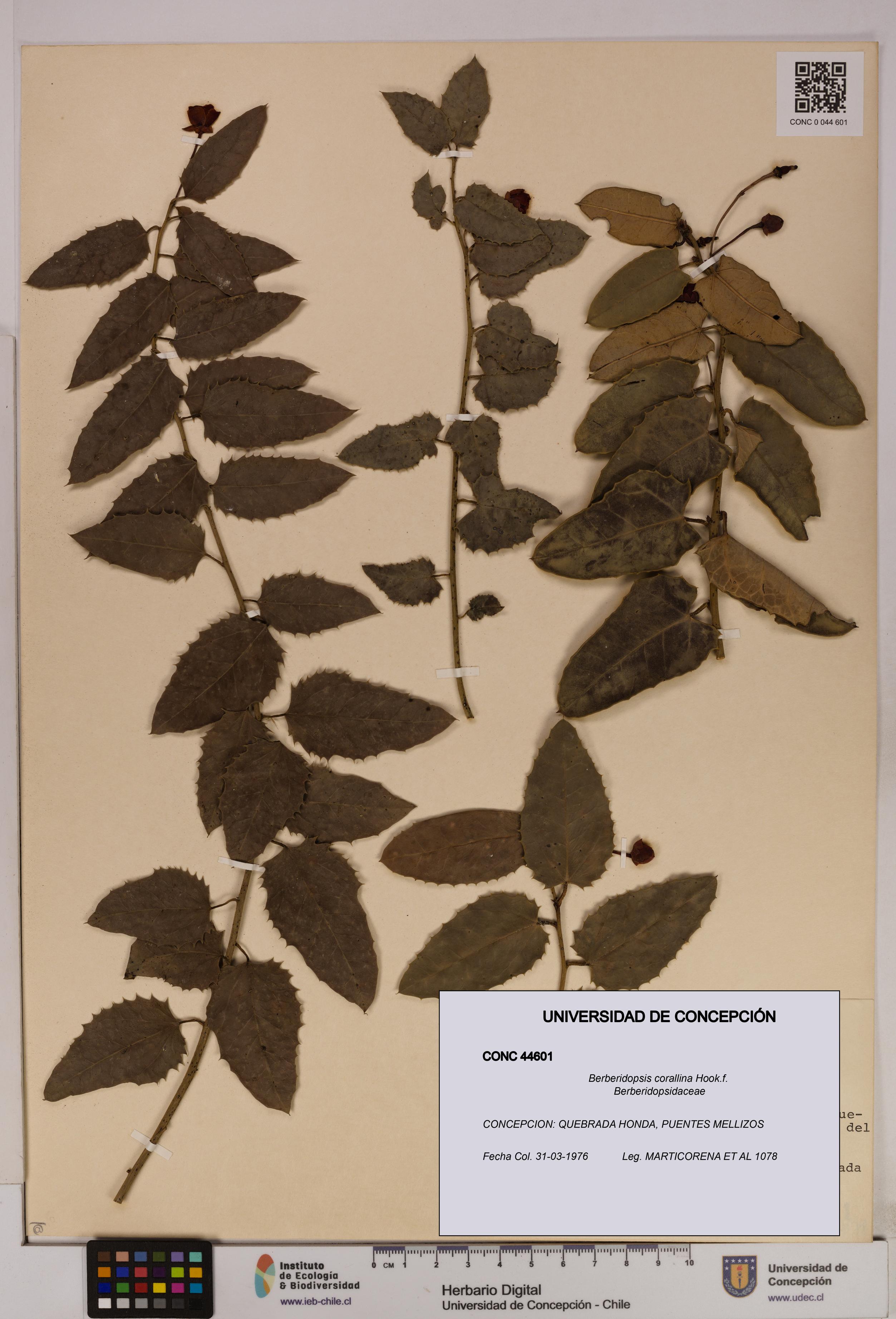 Berberidopsis corallina [Espécimen: UDEC:CONC:0044601]