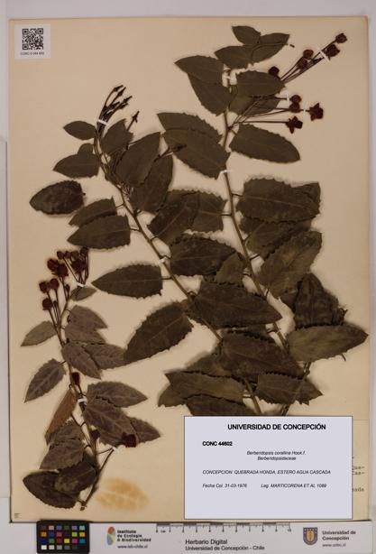 Berberidopsis corallina [Espécimen: UDEC:CONC:0044602]